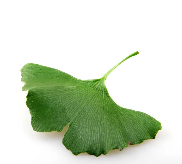 Fresh ginkgo biloba leaf — Stock Photo, Image