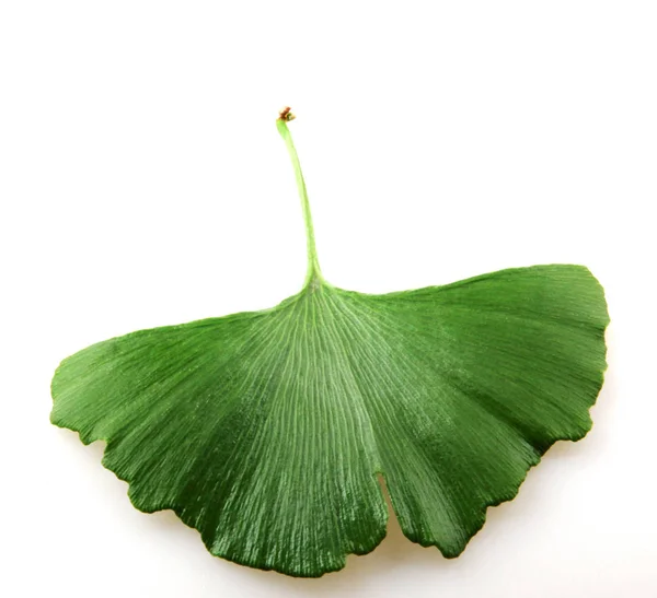 Hoja de ginkgo biloba fresca —  Fotos de Stock