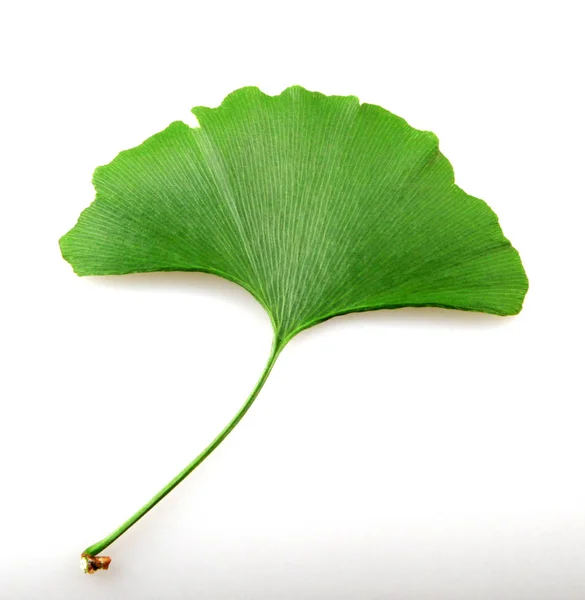 Fresh ginkgo biloba leaf — Stock Photo, Image