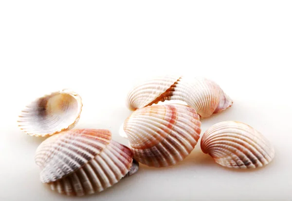 Seashell isolato - immagine a colori — Foto Stock
