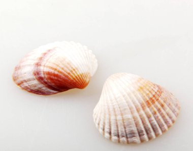 İzole - deniz kabuğu renkli görüntü