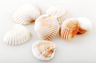 İzole - deniz kabuğu renkli görüntü