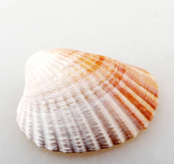 Seashell isolato - immagine a colori — Foto Stock