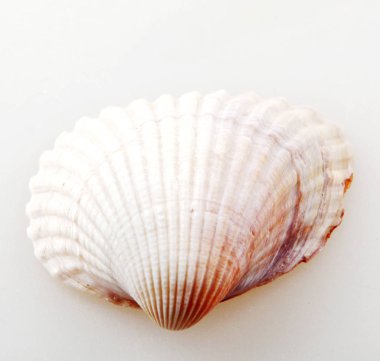 İzole - deniz kabuğu renkli görüntü