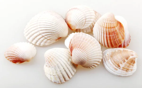 Seashell geïsoleerd - kleurenafbeelding — Stockfoto