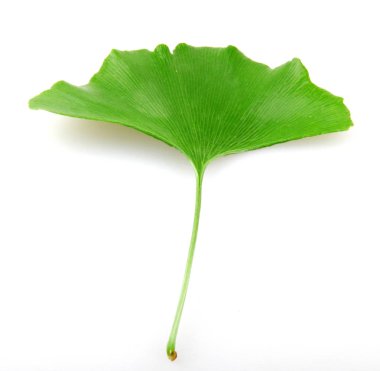 Beyaz arkaplanda Ginkgo biloba