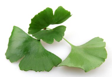 Beyaz arkaplanda Ginkgo biloba