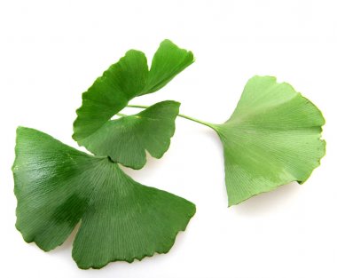 Beyaz arkaplanda Ginkgo biloba