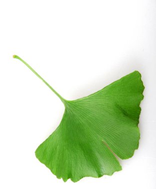 Beyaz arkaplanda Ginkgo biloba