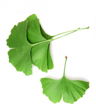 Beyaz arkaplanda Ginkgo biloba