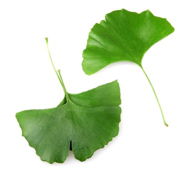 Beyaz arkaplanda Ginkgo biloba