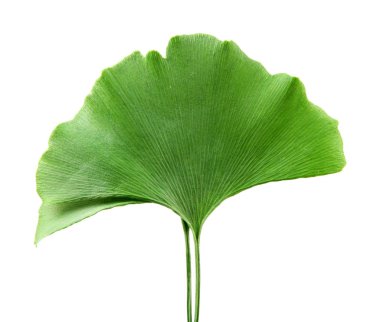 Beyaz arkaplanda Ginkgo biloba