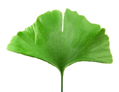 Beyaz arkaplanda Ginkgo biloba