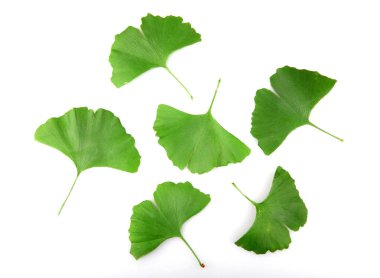 Beyaz arkaplanda Ginkgo biloba