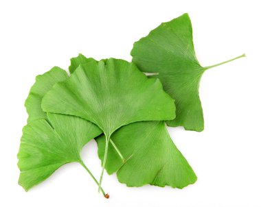 Beyaz arkaplanda Ginkgo biloba