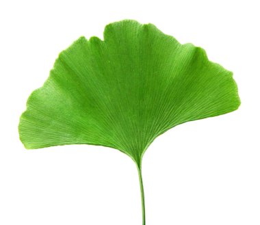 Beyaz arkaplanda Ginkgo biloba