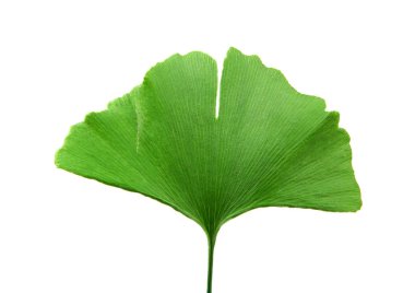Beyaz arkaplanda Ginkgo biloba