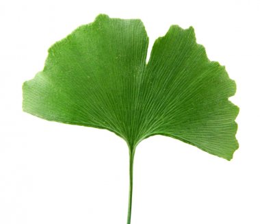 Beyaz arkaplanda Ginkgo biloba