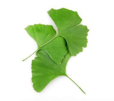 Beyaz arkaplanda Ginkgo biloba