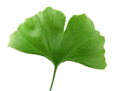 Beyaz arkaplanda Ginkgo biloba