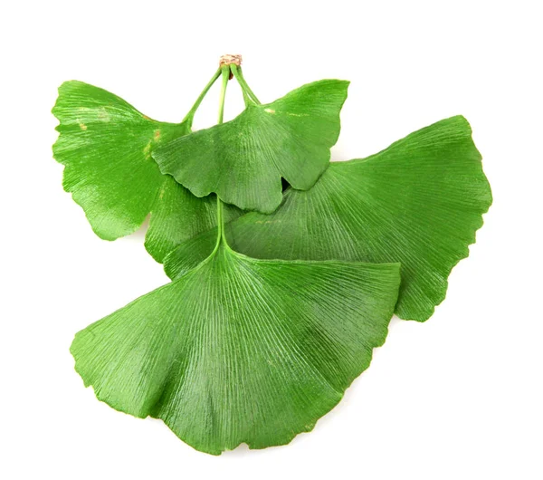 Ginkgo biloba op witte achtergrond — Stockfoto