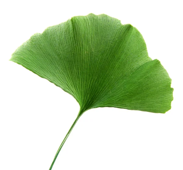 Beyaz arkaplanda Ginkgo biloba