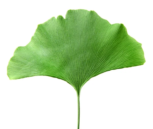 Beyaz arkaplanda Ginkgo biloba