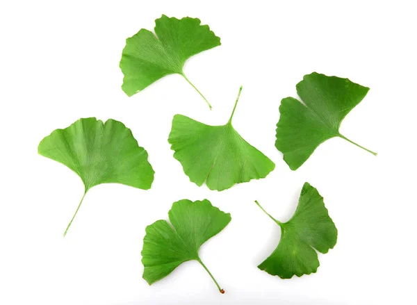 Ginkgo biloba op witte achtergrond — Stockfoto