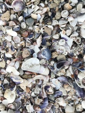 Deniz kabukları arka plan renk görüntüsü