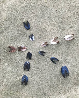 Deniz kabukları arka plan renk görüntüsü