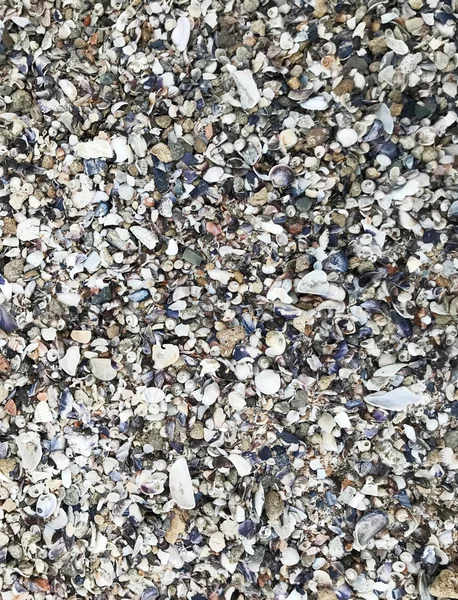 Sea shells background color image — Stock Photo, Image