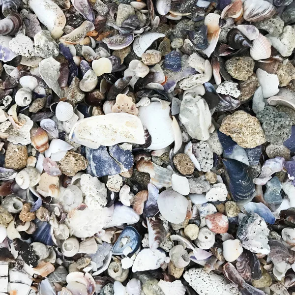 Muscheln Hintergrund Farbe Bild — Stockfoto