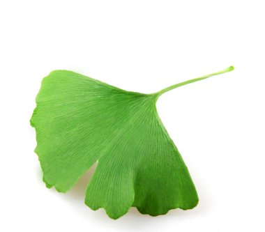 Ginkgo biloba, ginkgo veya gingko olarak bilinen