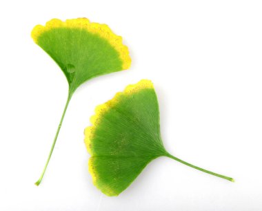 Ginkgo biloba, ginkgo veya gingko olarak bilinen