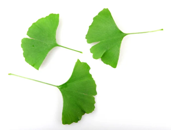 Ginkgo biloba, allgemein bekannt als Ginkgo oder Ginkko — Stockfoto