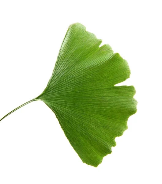 Ginkgo biloba, commonly known as ginkgo or gingko — Stock Photo, Image