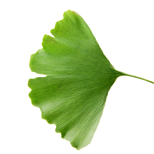 Ginkgo biloba, vulgarmente conhecido como ginkgo ou gingko — Fotografia de Stock