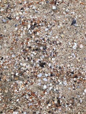 Deniz kabukları arka plan renk görüntüsü