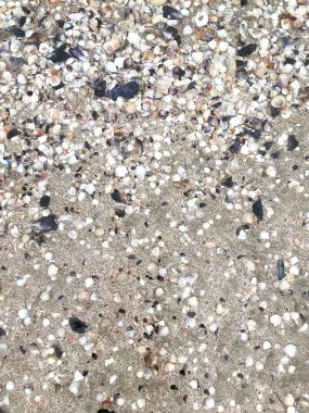 Deniz kabukları arka plan renk görüntüsü