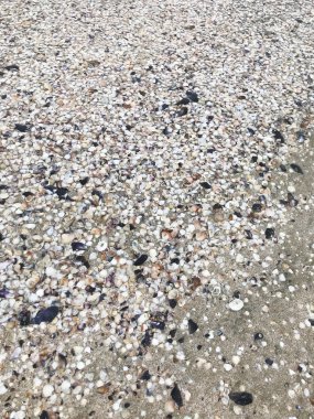 Deniz kabukları arka plan renk görüntüsü