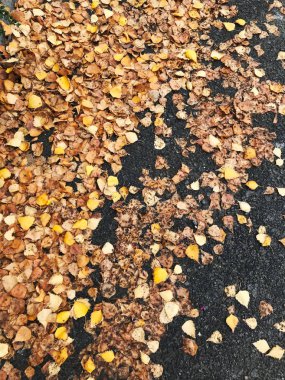 Sonbahar yaprakları renkli görüntü