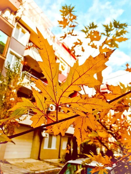 Herbst Blätter Farbbild — Stockfoto