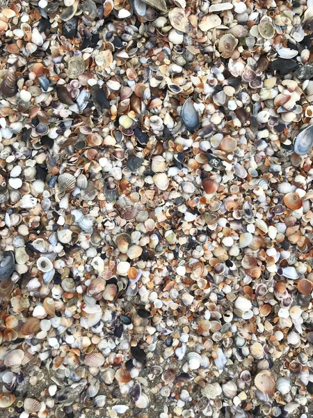 Sea Shells Background Color Image — Stock Photo, Image