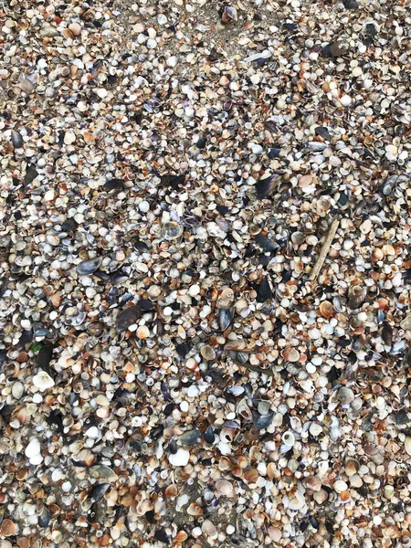 Sea Shells Background Color Image — Stock Photo, Image