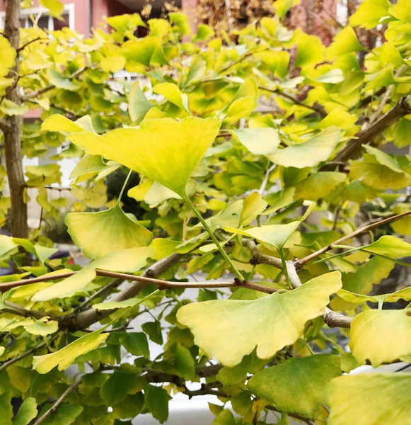 Ginkgo Träd Färgbild — Stockfoto