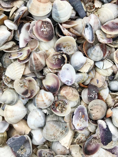 Цветное Изображение Фоне Морского Песка — стоковое фото
