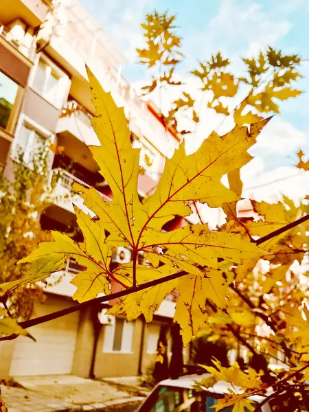 Herbst Orange Blätter Farbe Bild — Stockfoto