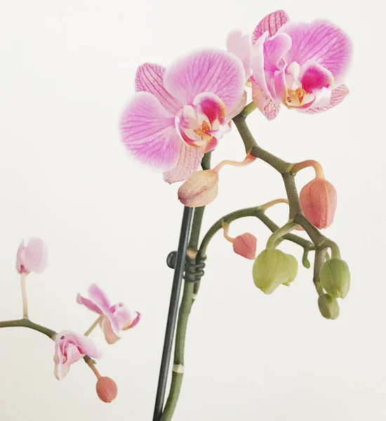 Pembe Orkide Renkli Görüntü Çiçeklenme — Stok fotoğraf