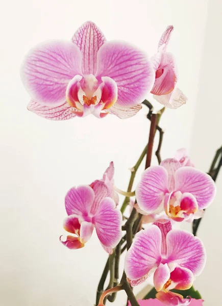 Orquídea Rosa Floreciente Imagen Color — Foto de Stock