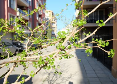 Ginkgo biloba ağacı renkli görüntü